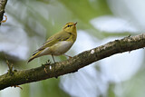 Image. Wood Warbler