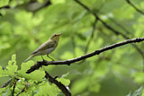 Image. Wood Warbler