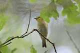Image. Wood Warbler