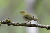 Image. Wood Warbler
