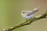 Image. Wood Warbler