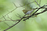 Image. Wood Warbler