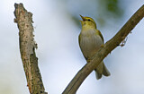 Image. Wood Warbler