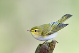 Image. Wood Warbler
