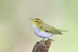 Image. Wood Warbler