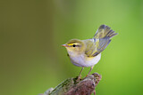 Image. Wood Warbler