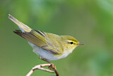Image. Wood Warbler
