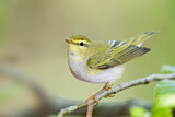 Image. Wood Warbler