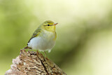 Image. Wood Warbler