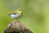 Image. Wood Warbler