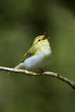Image. Wood Warbler