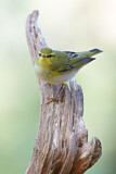 Image. Wood Warbler