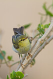 Image. Wood Warbler
