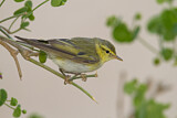 Image. Wood Warbler