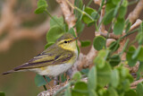 Image. Wood Warbler