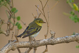 Image. Wood Warbler