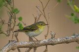 Image. Wood Warbler