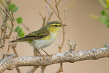 Image. Wood Warbler