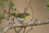 Image. Wood Warbler