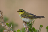 Image. Wood Warbler
