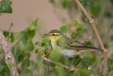 Image. Wood Warbler