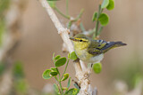 Image. Wood Warbler