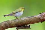 Image. Wood Warbler