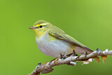 Image. Wood Warbler