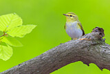 Image. Wood Warbler