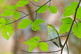 Image. Wood Warbler