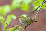 Image. Wood Warbler