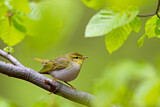 Image. Wood Warbler