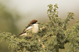 Image. Woodchat Shrike