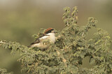 Image. Woodchat Shrike