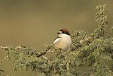 Image. Woodchat Shrike