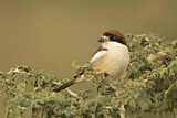Image. Woodchat Shrike