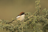 Image. Woodchat Shrike