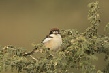 Image. Woodchat Shrike