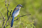 Image. Woodhouse's Scrub Jay