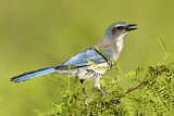 Image. Woodhouse's Scrub Jay