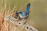Image. Woodhouse's Scrub Jay