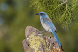 Image. Woodhouse's Scrub Jay