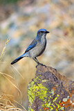Image. Woodhouse's Scrub Jay