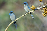 Image. Woodhouse's Scrub Jay