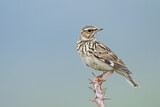 Image. Woodlark