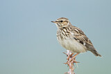 Image. Woodlark