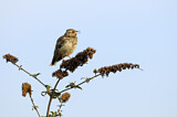 Image. Woodlark