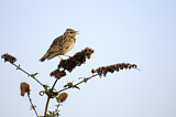 Image. Woodlark