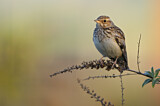 Image. Woodlark
