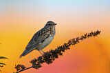 Image. Woodlark